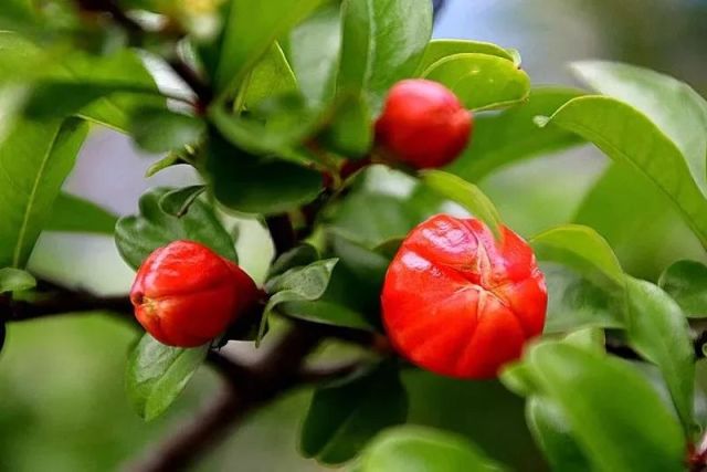 重生石榴花开，命运重燃之际的石榴花盛开