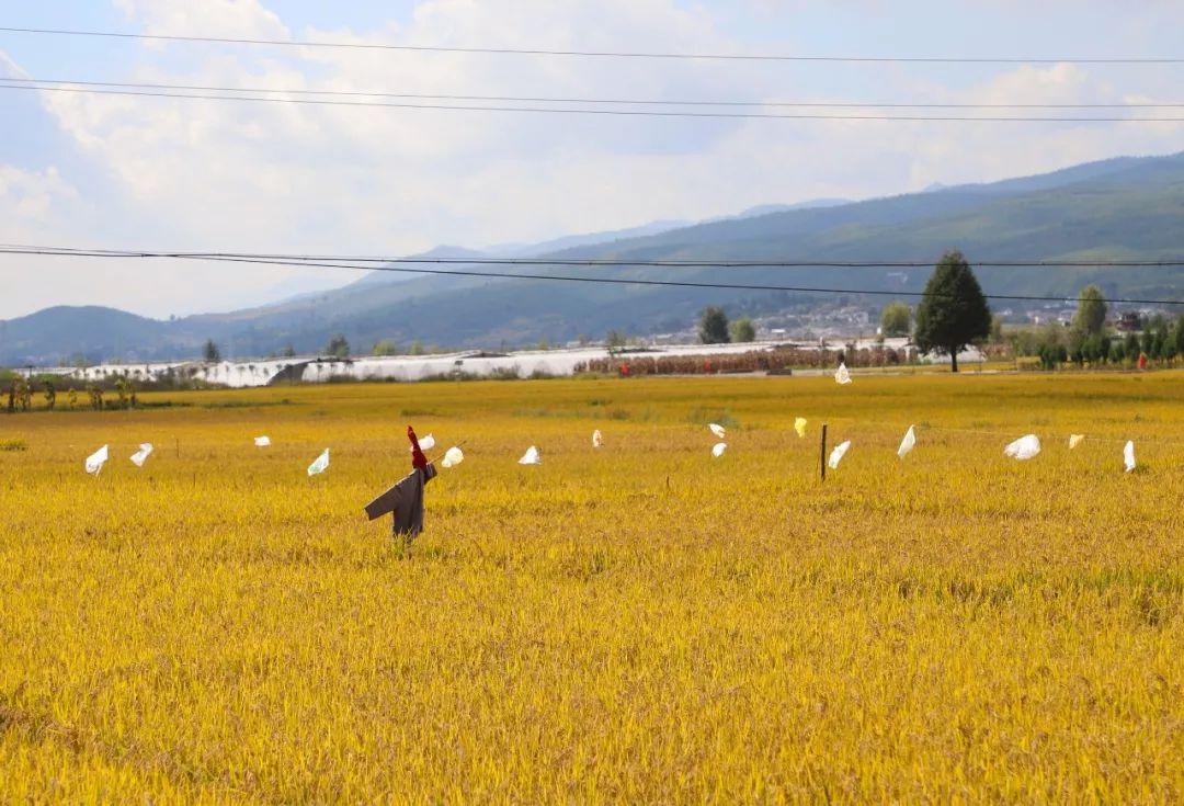 秋日稻田丰收画卷