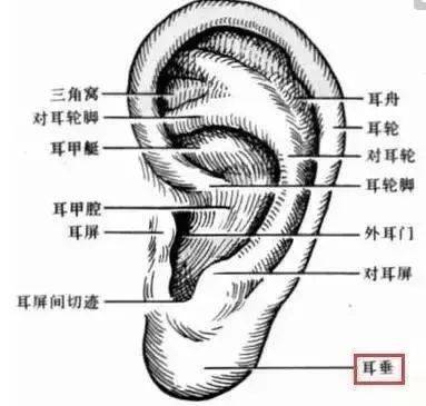 耳窝图片大全，探索耳朵的魅力、功能与奥秘