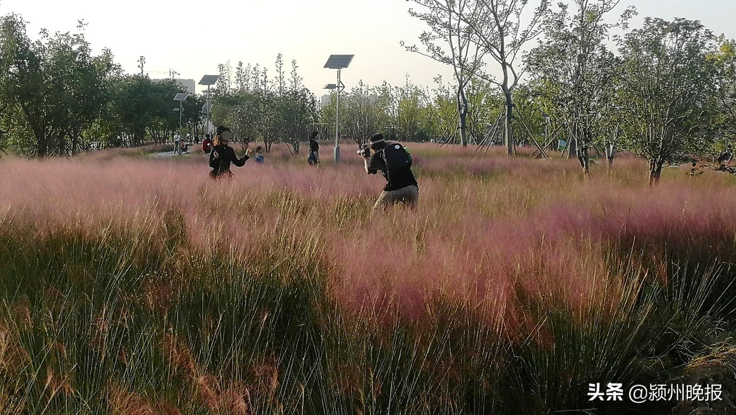 阜阳呵护宠物医院，守护宠物健康的温馨家园