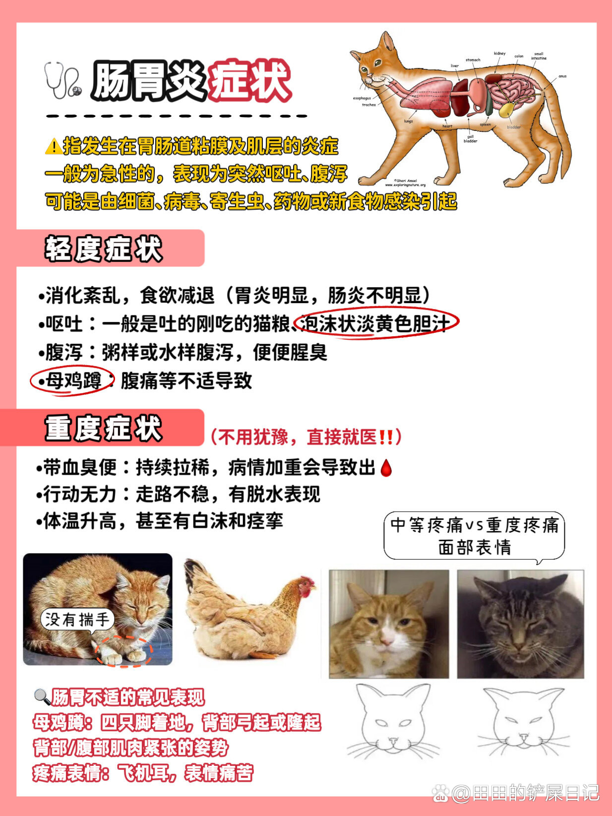 猫咪胃炎调理全攻略