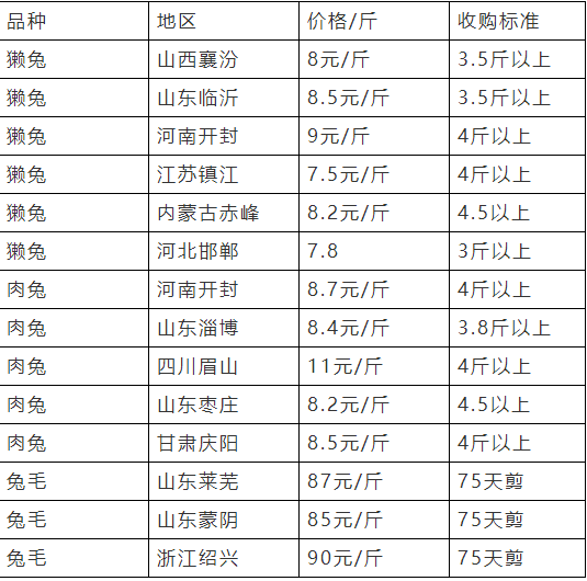 最新獭兔市场行情分析